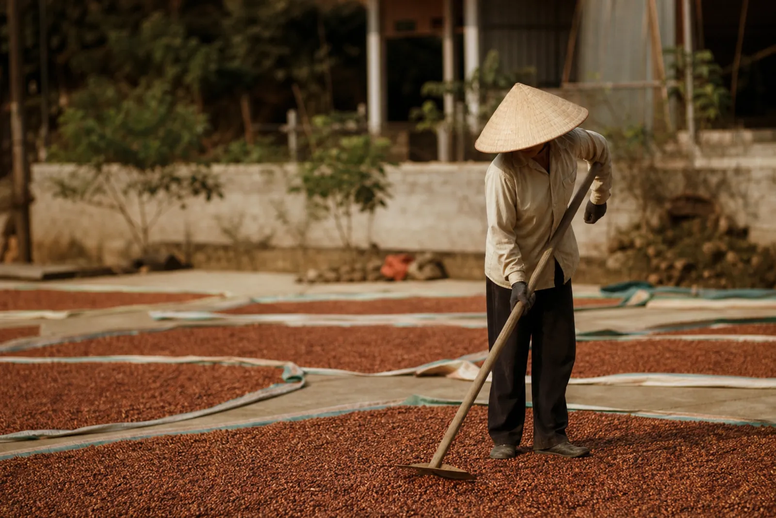 Ảnh AI: trái cà phê phơi trên bạt lớn ngoài sân, người phụ nữ đội nón lá cầm cào