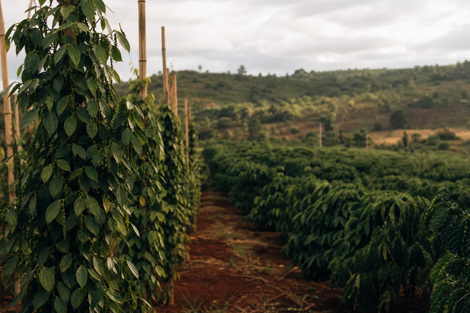 KI-generiert: Weite Landschaft bei Buôn Ma Thuột mit roter Erde, Kaffeefeldern und Pfefferstangen
